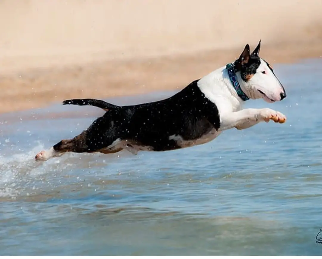Bull Terrier jumping in the water