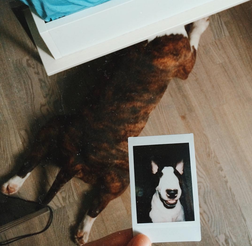 girl holding a photo of its Bull Terrier which is lying on the floor behind the photo