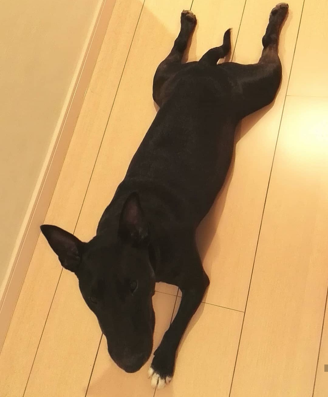 black Bull Terrier lying flat on the floor