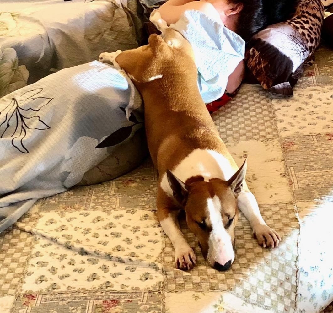 Bull Terrier sleeping on the bed with its butt and feet are on top of the girl's body