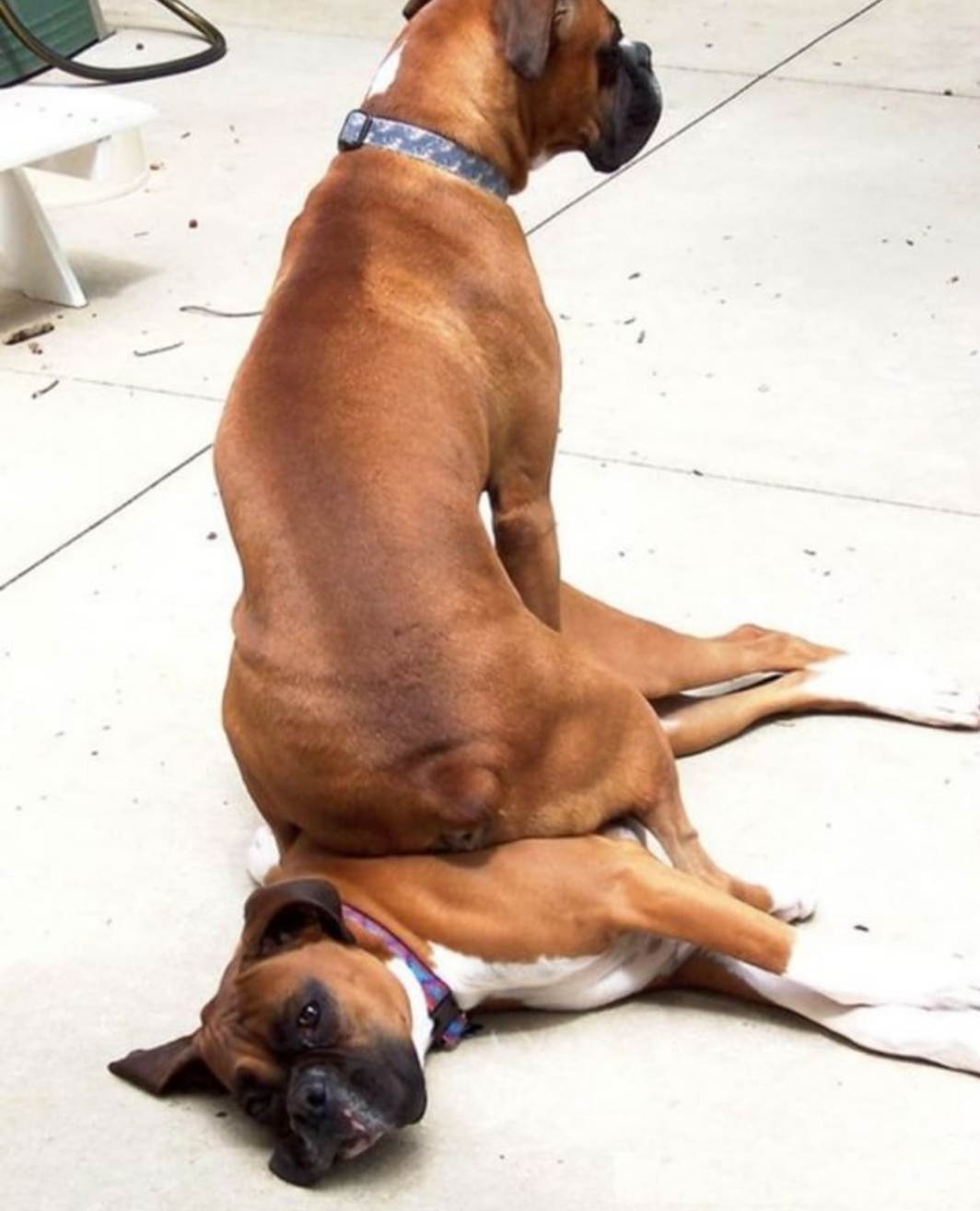 A Boxer sitting on top of a Boxer lying on the floor