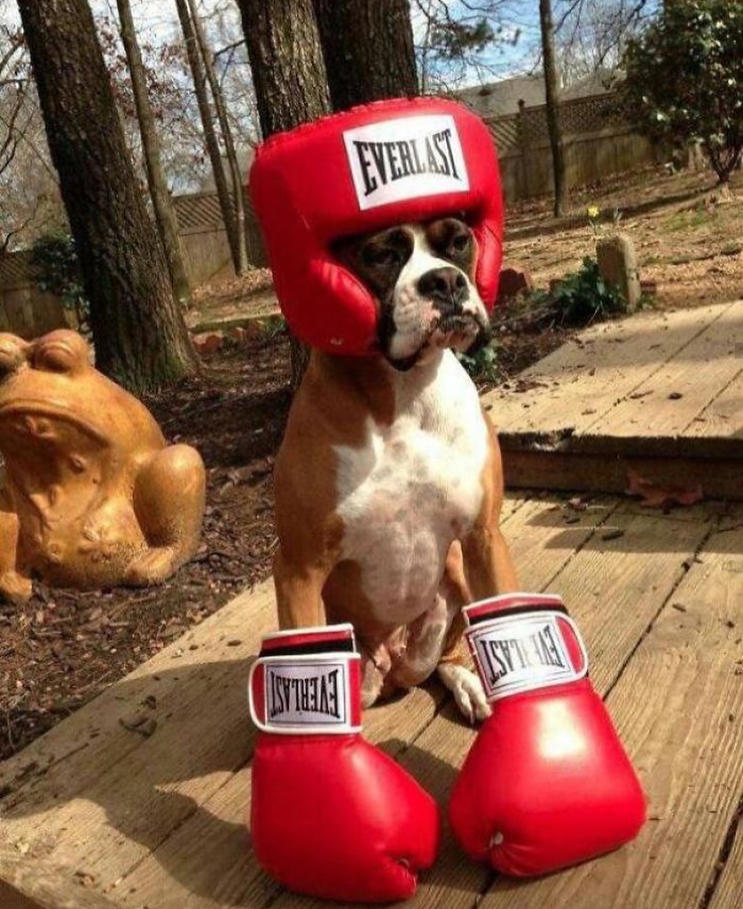 A Boxer sitting on the wooden pathway in its boxer costume