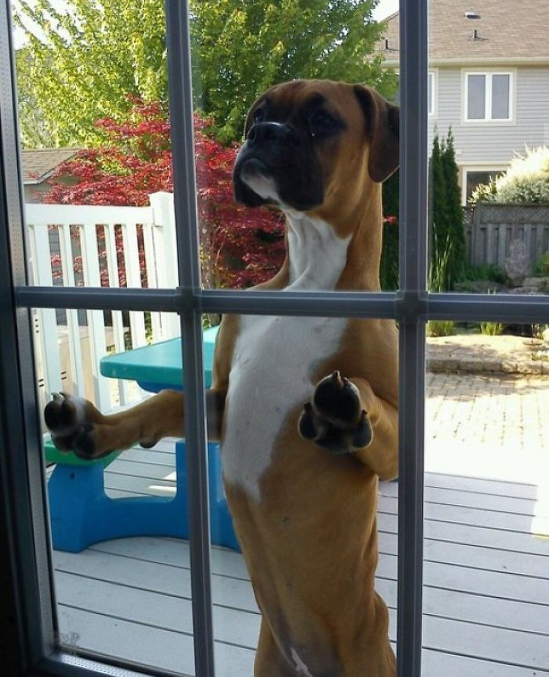 A Boxer dog leaning towards the glass window while peeking inside