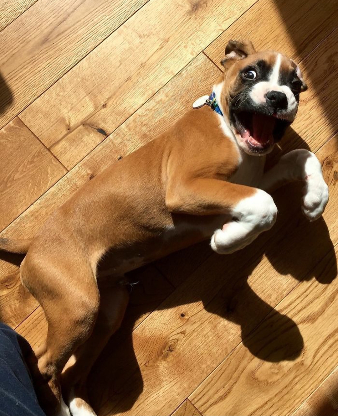 A Boxer puppy lying on the floor with its surprised face