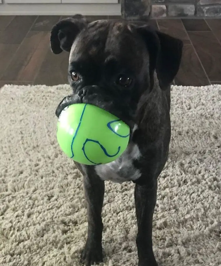 A Boxer with a ball in its mouth while standing on the carpet