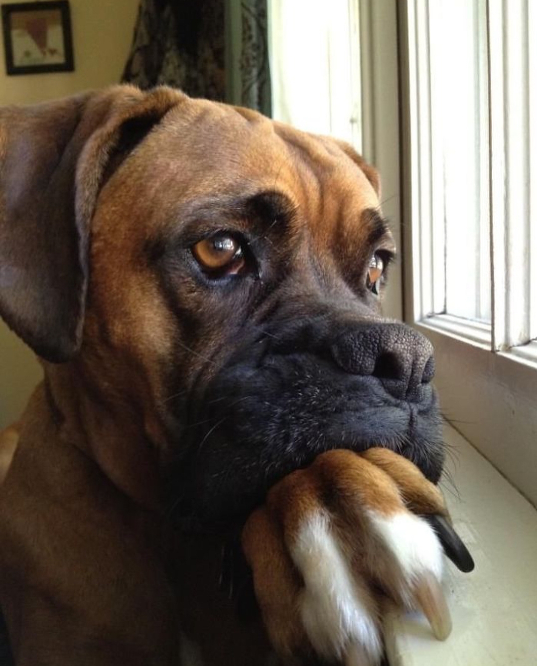 A Boxer staring at the window with its mouth on top of its paw