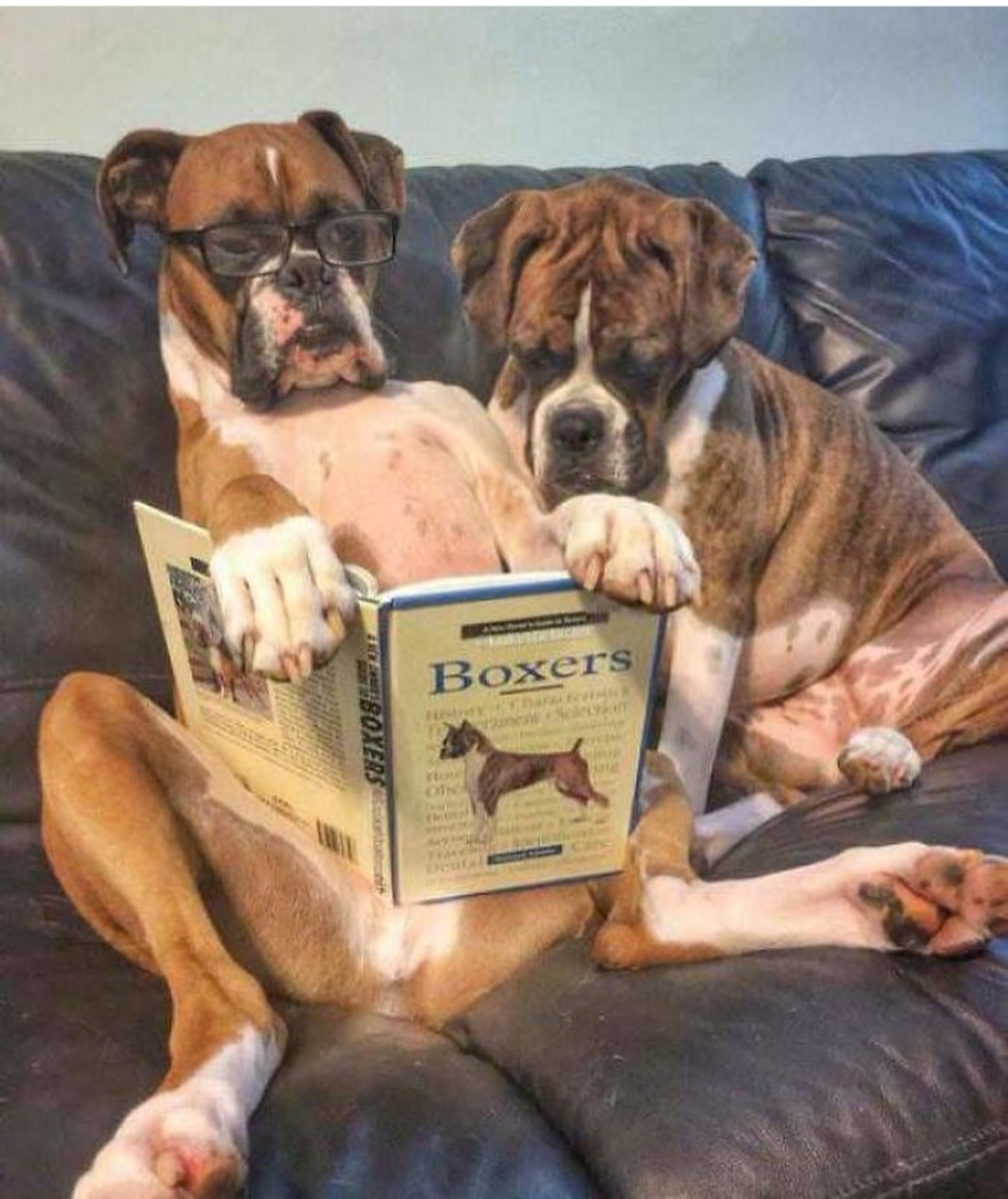 two Boxer sitting on the couch while staring at the book in front of them with one wearing glasses