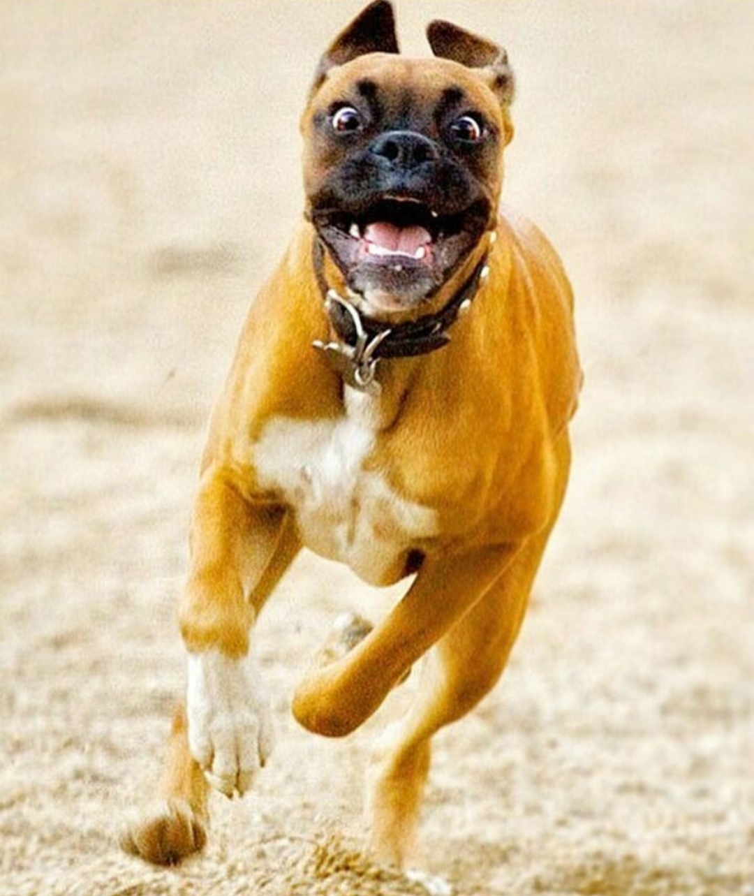 A Boxer happily running in the field