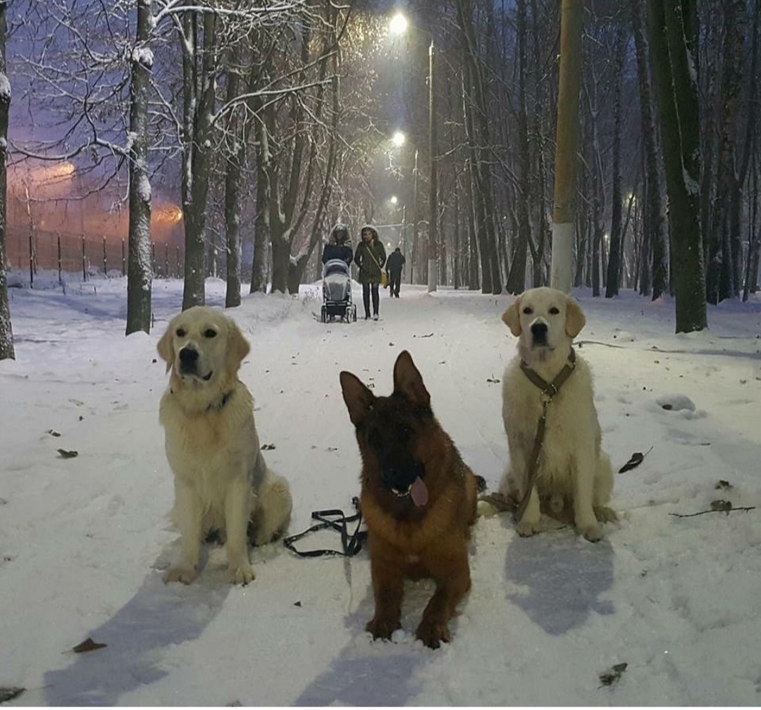 German Shepherd dog lying down in snow in between two Labradors at the park