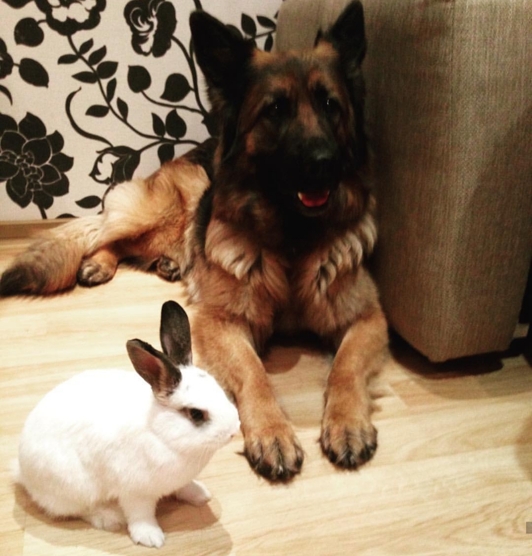 German Shepherd dog lying down on the floor with a Rabbit in front of him