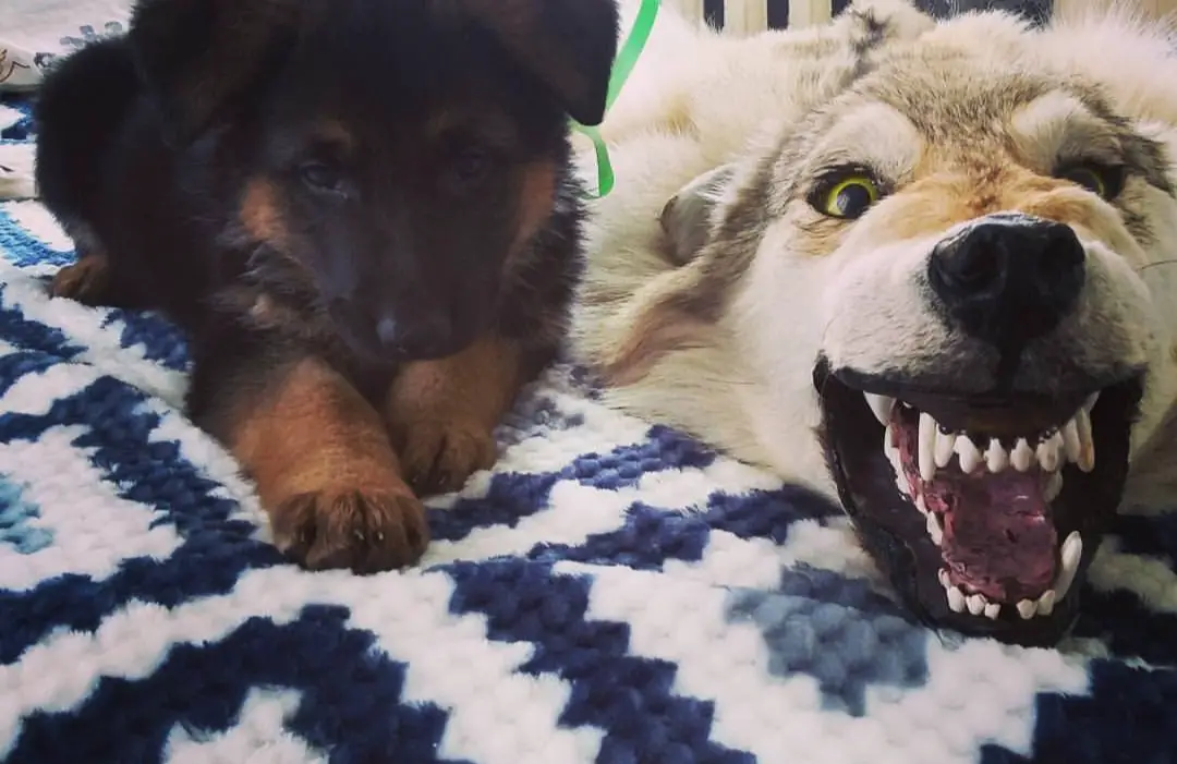 German Shepherd puppy lying down on the bed next to a scary husky stuffed toy