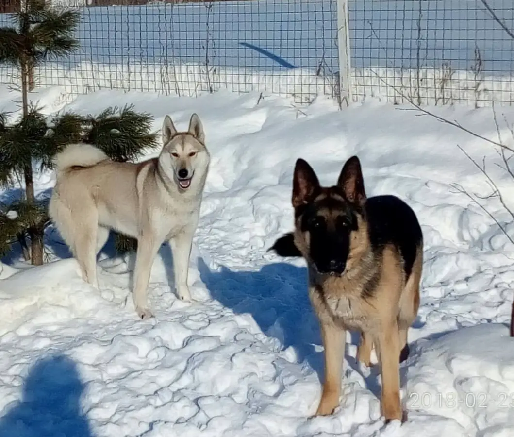 German Shepherd dog standing in snow at the park with a husky behind him