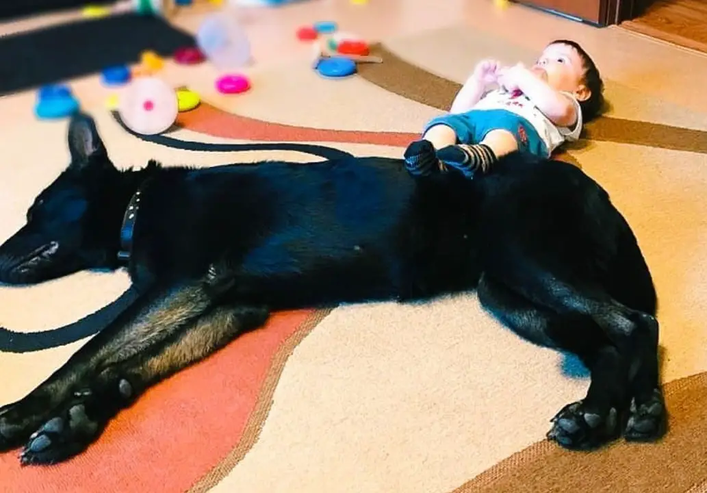 German Shepherd dog lying down on the floor with a kid lying behind him resting his two legs on his back