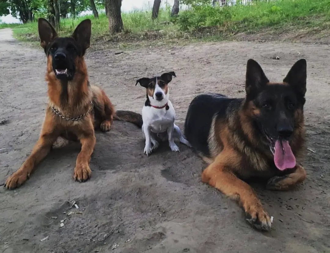 two German Shepherd dogs lying in the sand with a Jack Russell sitting in between them
