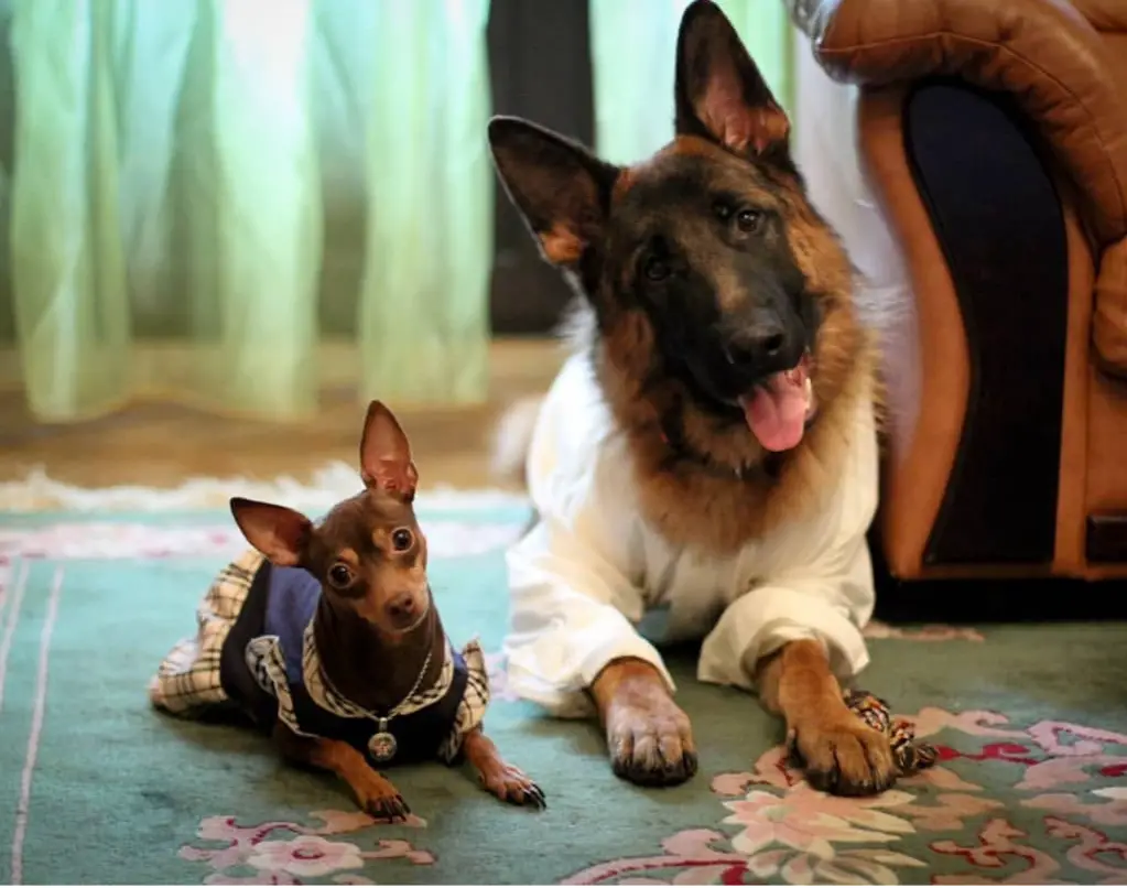 German Shepherd dog wearing a white long sleeves lying on the floor next to Chihuahua wearing a dress
