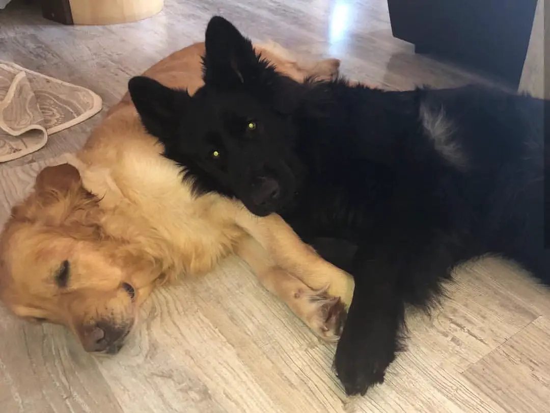 German Shepherd dog lying on the floor with its head on top of the Golden Retriever