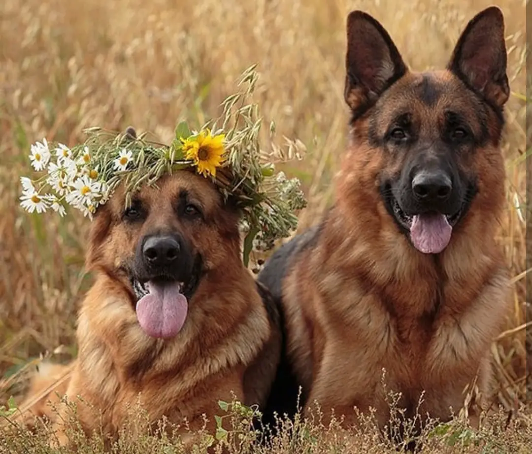 two German Shepherd dogs lying in the field of grass and one of them has picked flowers on top of her head