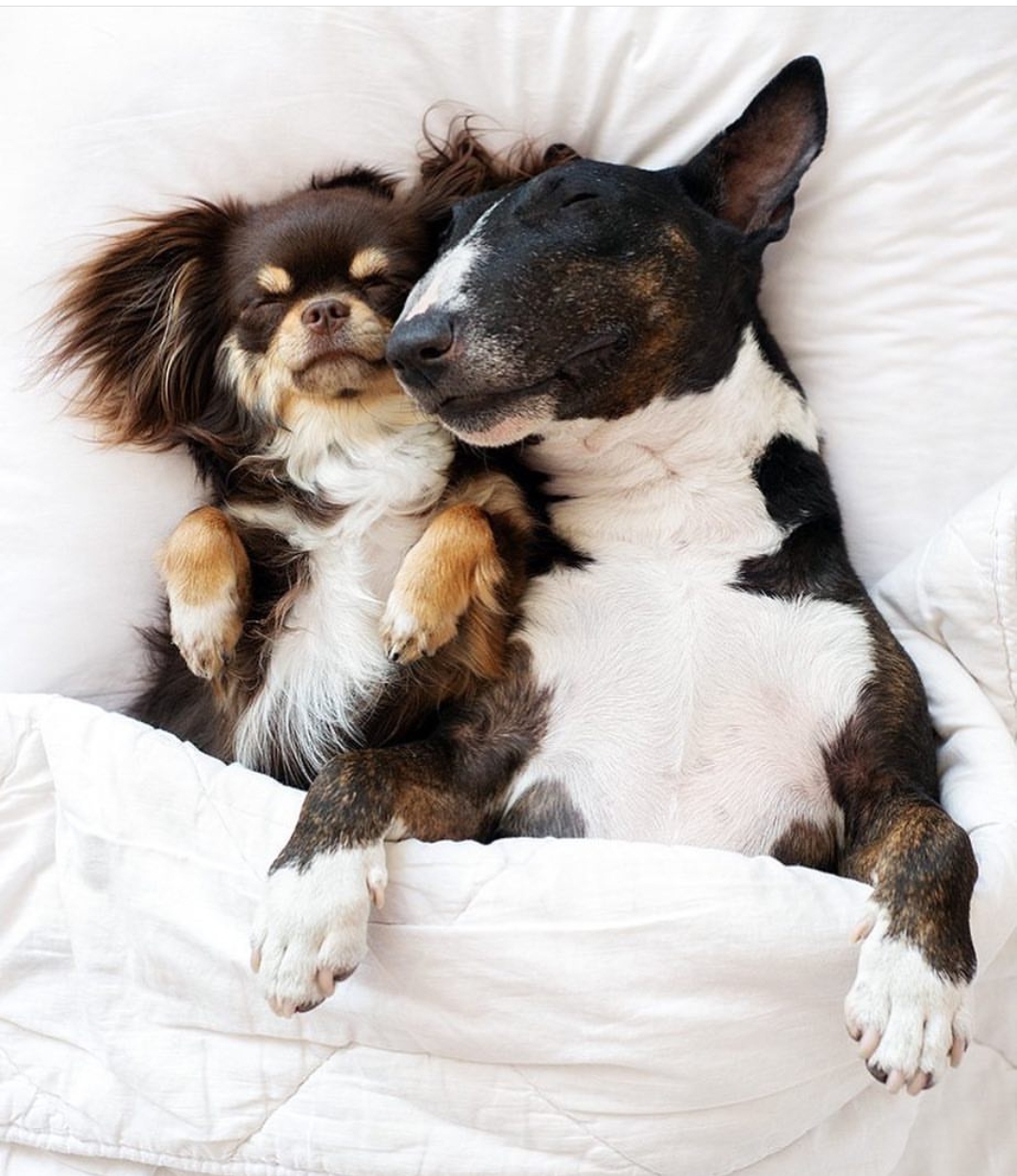 English Bull Terrier sleeping on the bed with a chihuahua