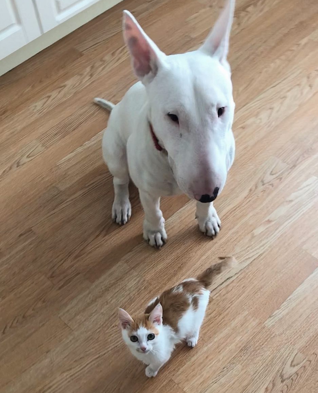English Bull Terrier sitting on the floor with a kitten