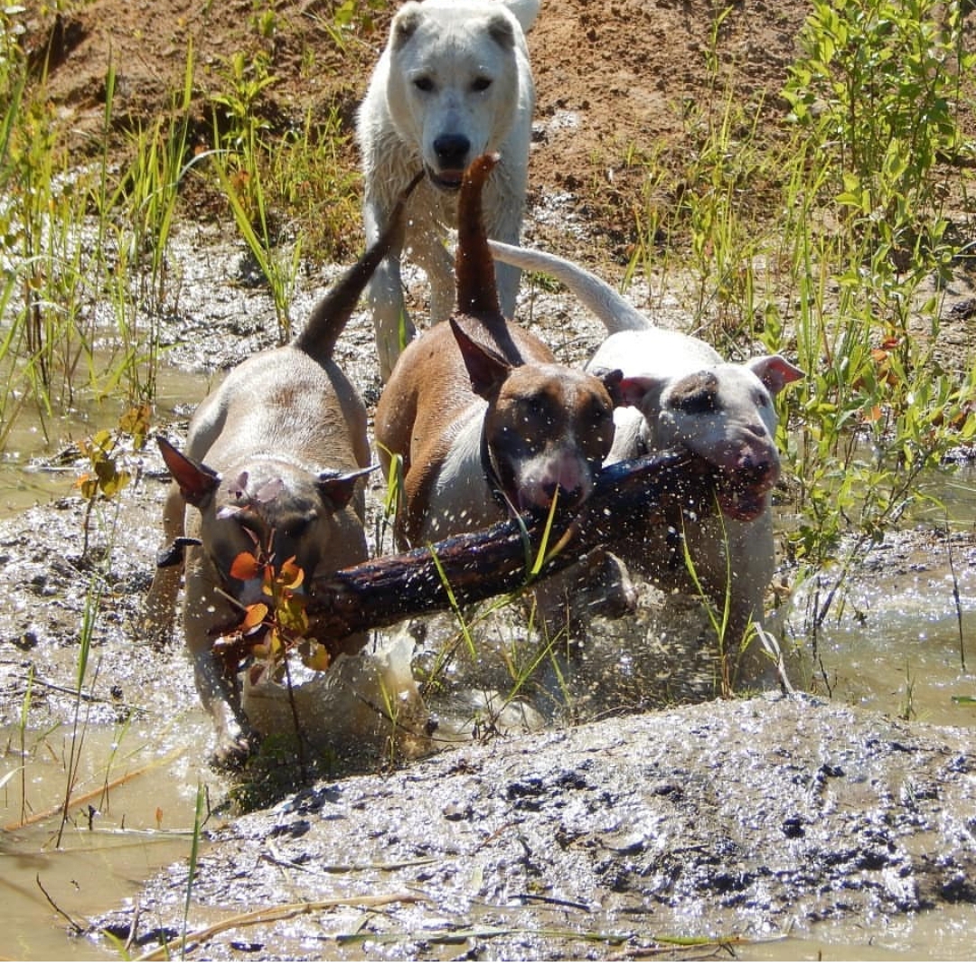 three English Bull Terrier sharing a big sticking while walking