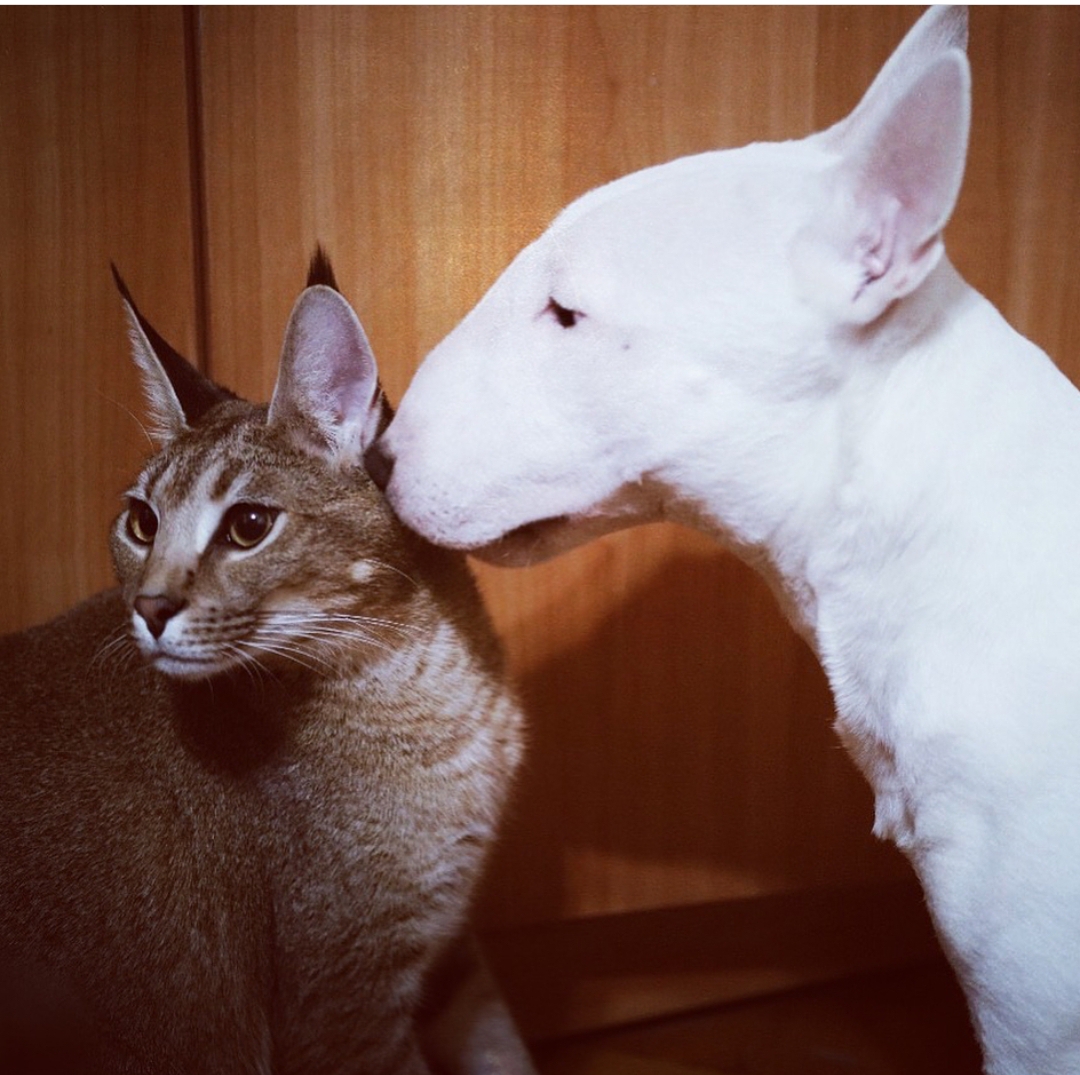 English Bull Terrier smelling a cat