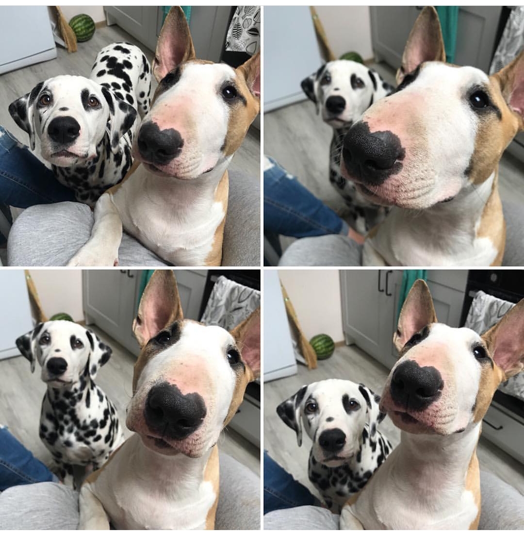 collage photo of a English Bull Terrier with a dalmatian