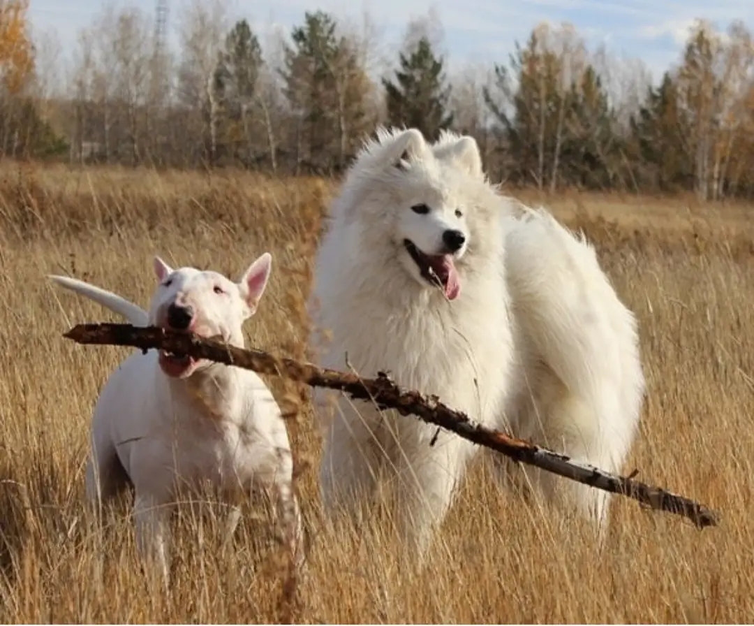 English Bull Terrier with a sticking in its mouth in the field with a samoyed
