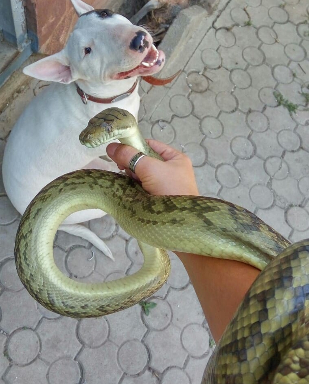 girl holding a snake towards the English Bull Terrier sitting on the pavement