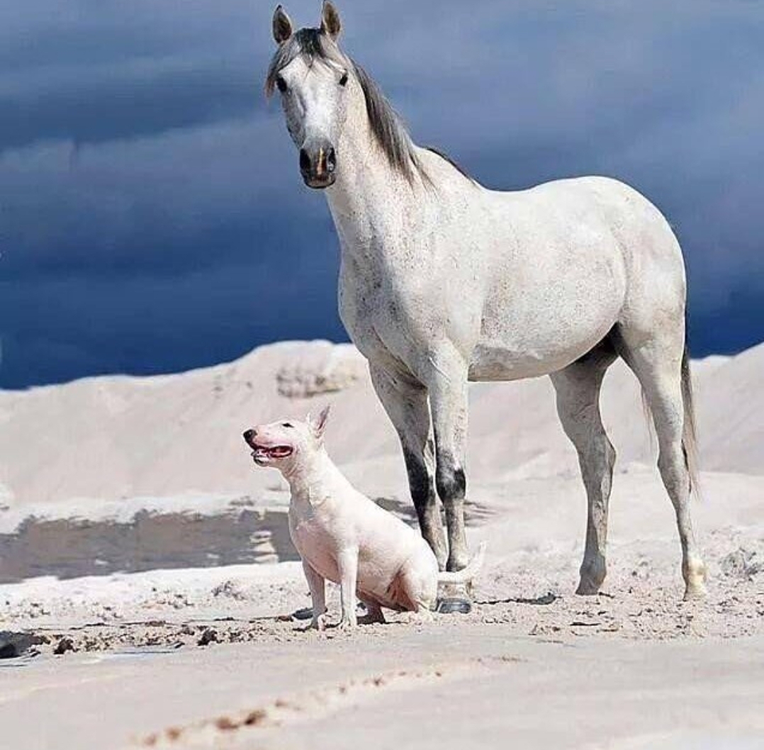 English Bull Terrier sitting on the sand with a horse behind him