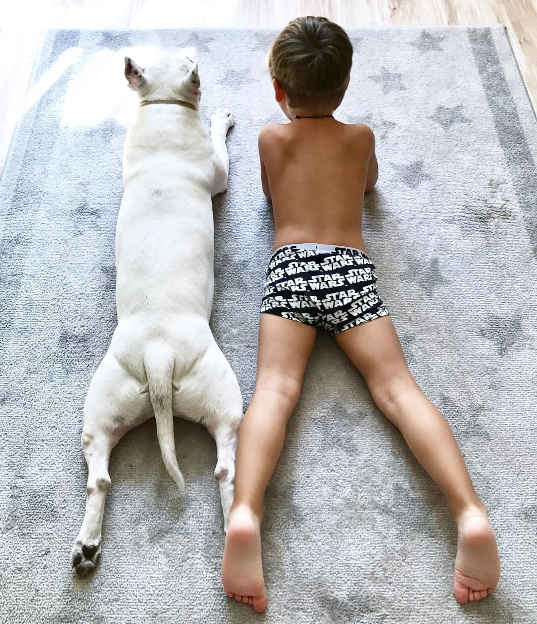 English Bull Terrier lying flat on the floor with a kid