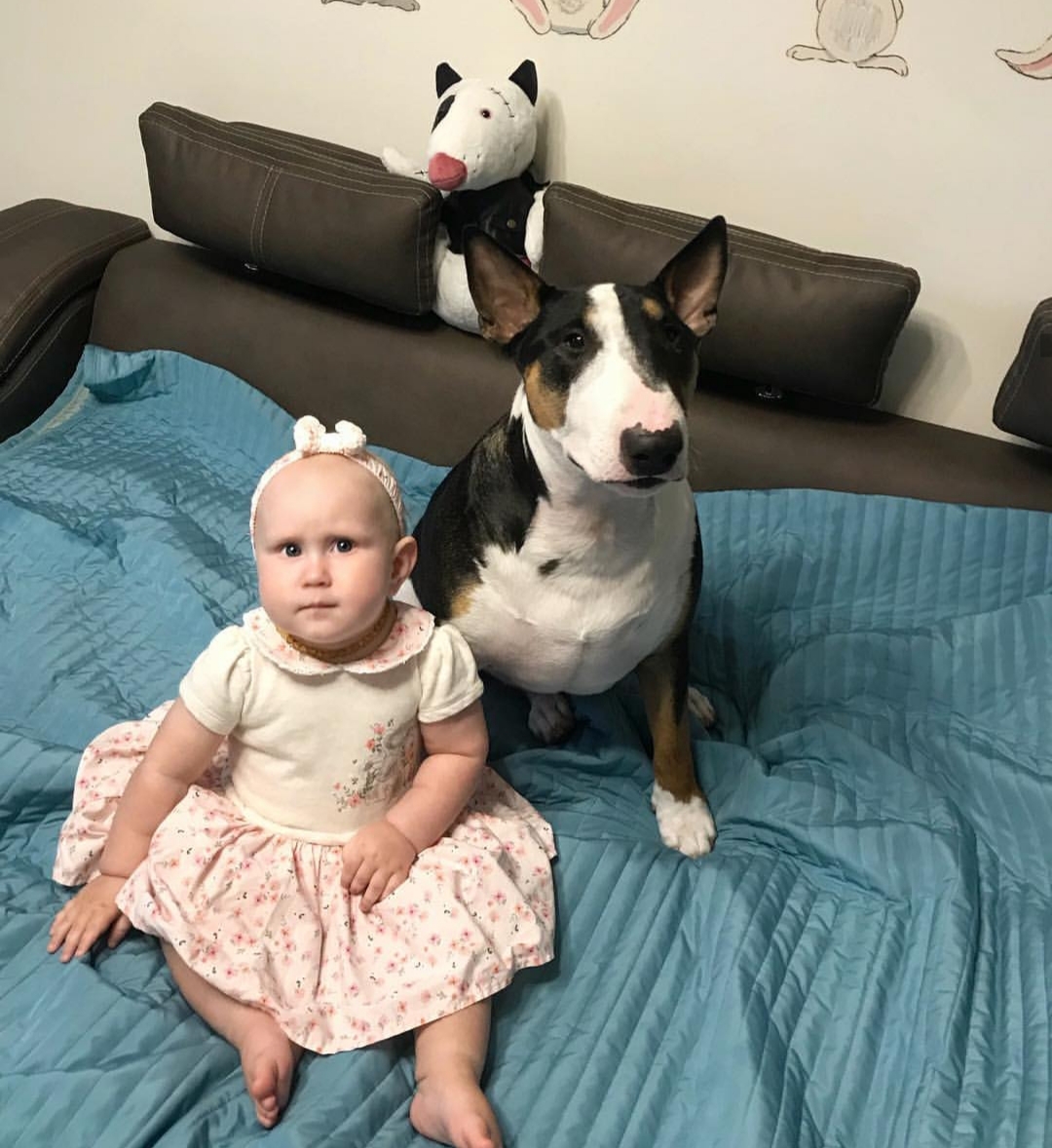 English Bull Terrier sitting on the bed with a kid