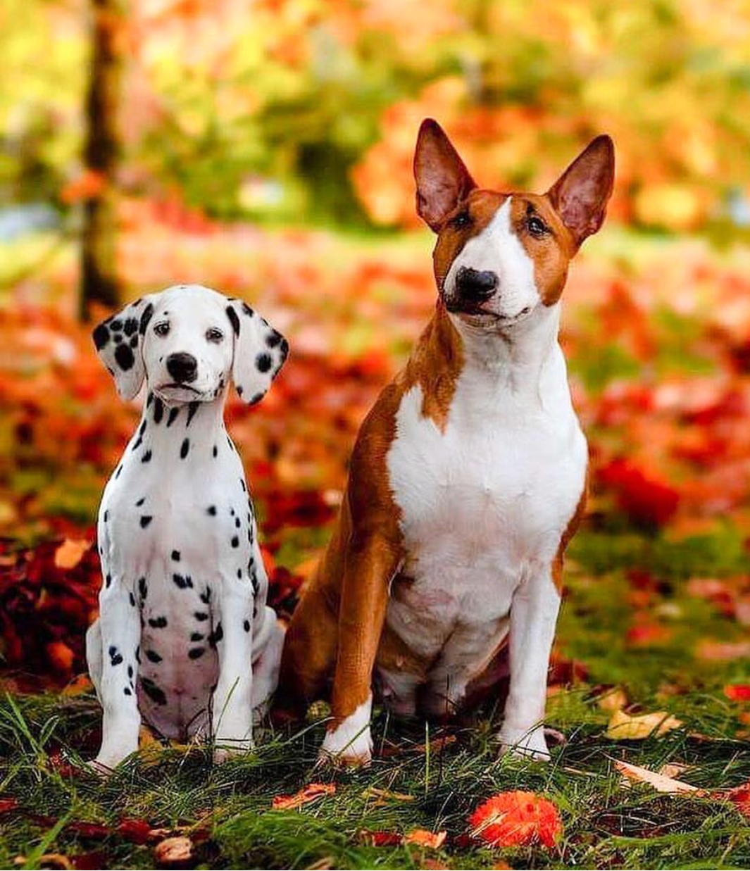 English Bull Terrier sitting on the grass with dried leaves beside a dalmatian puppy