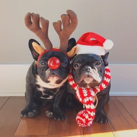 two French Bulldog in their christmas costume