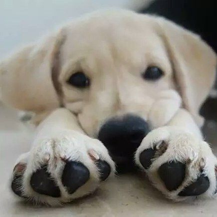 cute Labrador with its paws on the side of its face