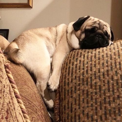 Pug sleeping on top of the sofa