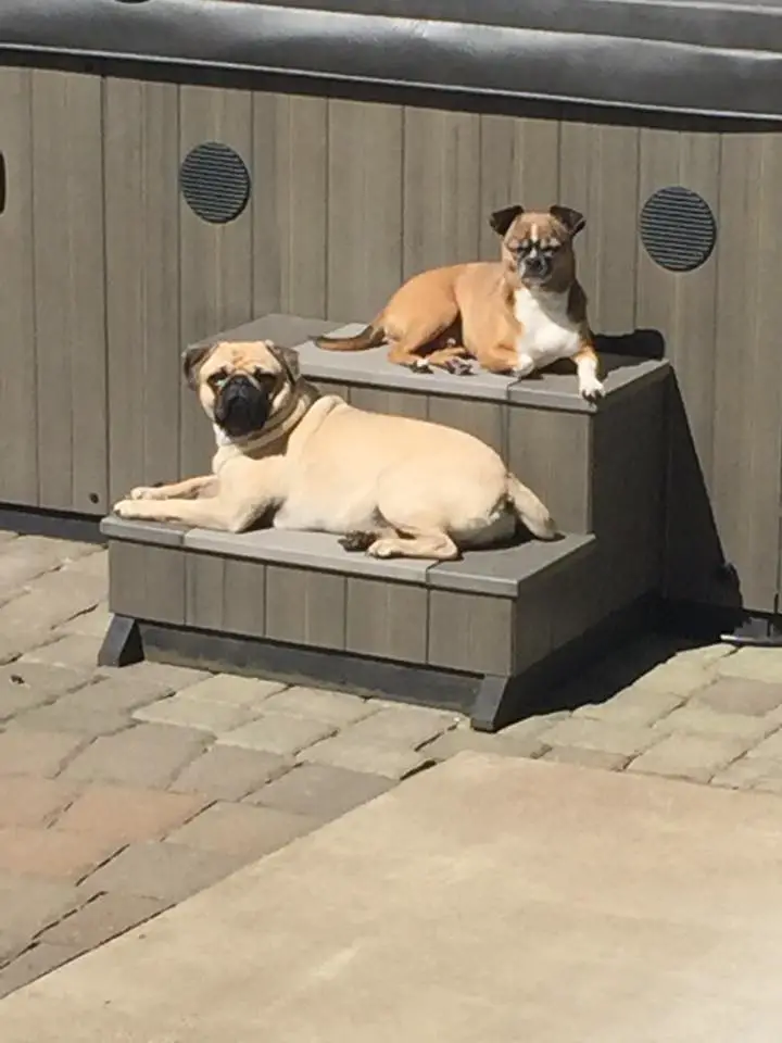 A Chug & a Pug sitting on the stairs while sunbathing