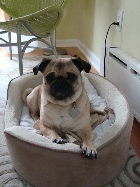 A pug pekingese mix lying on its bed