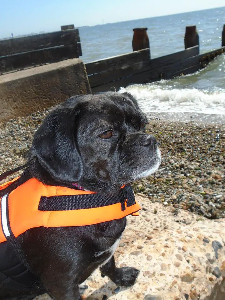 A Pugalier Pug x Cavalier dog sitting by the seashore