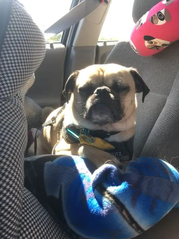 A Tibi/pug mix lying wit hits eyes closed in the backseat with sunlight on its back