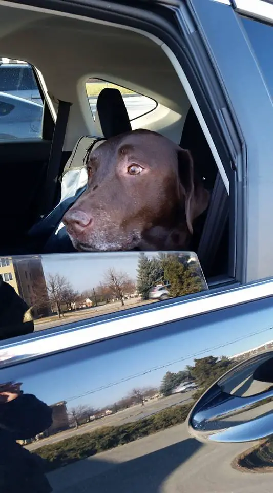 Labrador sitting by the window inside the car