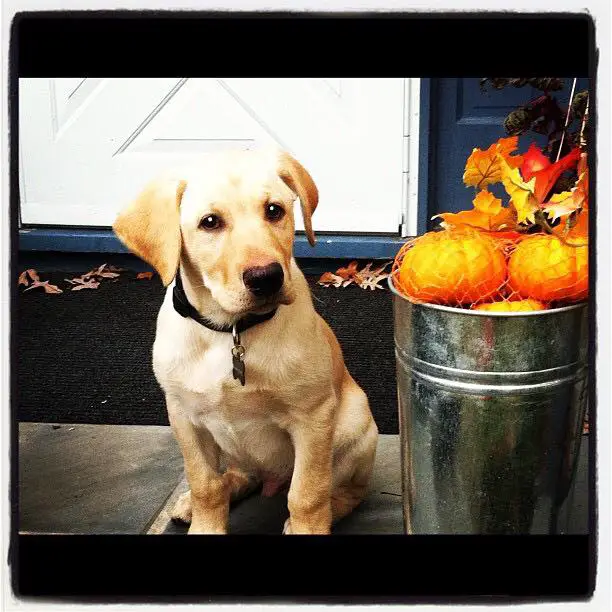 Labrador dog sitting on the floor beside a bucket full of oranges