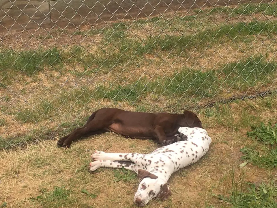 brown Labrador sleeping with its face on the butt of another dog