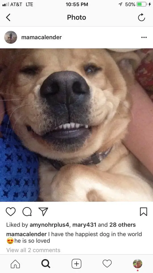 smiling face of Labrador