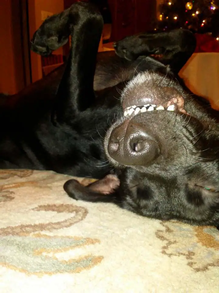 black Labrador lying on its back on the floor