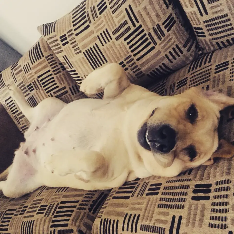 Labrador lying on its back in the couch