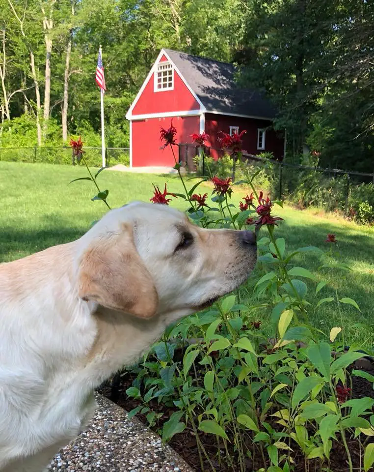 Labrador smelling the flowers
