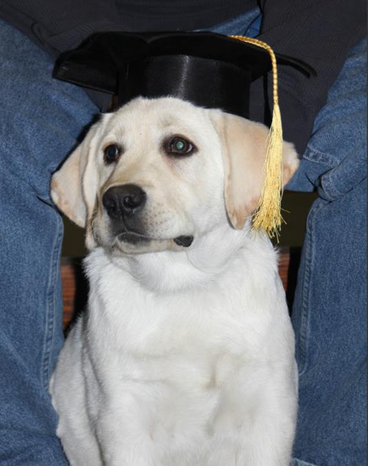 Labrador wearing a graduation hat