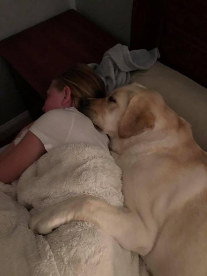 Labrador sleeping in bed hugging its owner