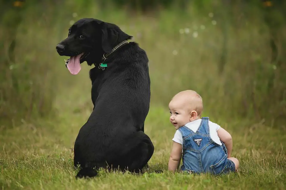 Labrador and baby sitting on the grass while looking back