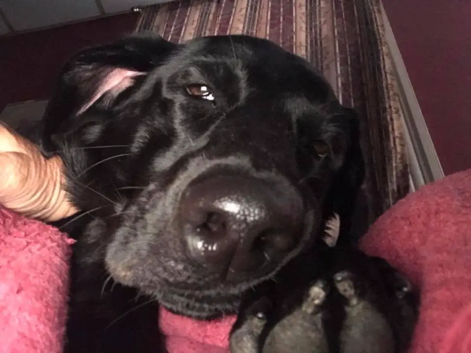 black Labrador close up tired face